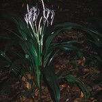 Hymenocallis tubiflora Plante entière