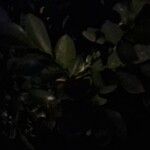 Murraya paniculata Frunză