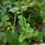 Scrophularia auriculata Blatt