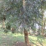 Afrocarpus gracilior পাতা