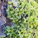 Salix serpillifolia Blad