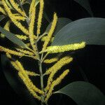 Acacia mangium Кветка