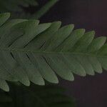 Pteris fauriei Blatt