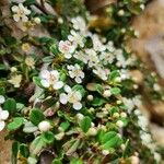 Cotoneaster dammeriЦвят