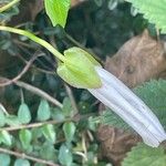 Calystegia sepium Λουλούδι