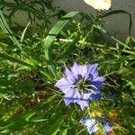 Nigella sativa Blüte