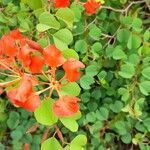 Bauhinia galpinii Fiore