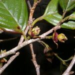 Ticodendron incognitum Fruto