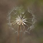 Agoseris heterophylla Meyve