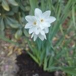 Narcissus papyraceus പുഷ്പം
