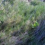 Brachypodium retusum Habitatea