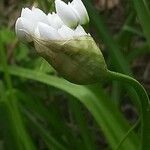 Allium polyanthum Blüte