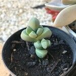 Gibbaeum petrense Hostoa