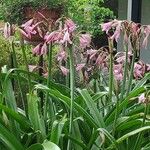 Crinum × powellii Flower