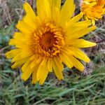 Sonchus arvensisFlower