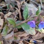 Pulmonaria obscura 葉