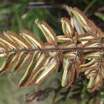 Hemionitis dura Leaf