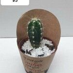 Pachycereus pecten-aboriginum Hoja