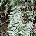 Polypodium interjectum Habit