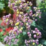 Thalictrum aquilegiifolium Blomma