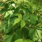 Acer cissifolium Folha