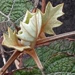 Hydrangea quercifolia Blad