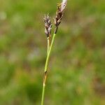 Carex sempervirens Fula