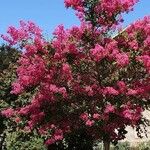 Lagerstroemia indica आदत