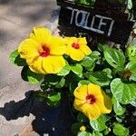 Hibiscus ovalifolius Blodyn