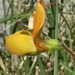 Lathyrus annuus Blüte