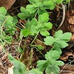 Pelargonium quinquelobatum Fuelha