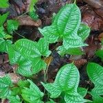 Dioscorea sansibarensis Hoja