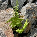 Dryopteris oreades Leaf