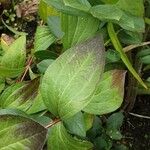 Clematis integrifolia Leaf