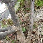 Schefflera arboricola 樹皮