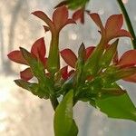 Kalanchoe crenata फूल