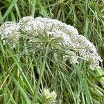 Ammi majus Květ