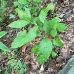 Collinsonia canadensis Hoja