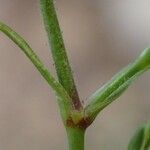 Sabulina verna Bark