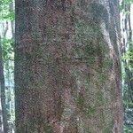 Ormosia melanocarpa Corteza
