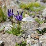 Phyteuma globulariifolium 花