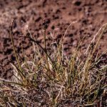 Carex glacialis Habit