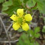 Geum urbanumFlower