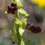 Ophrys exaltata Інше