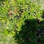 Rhododendron ferrugineum Blatt