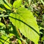 Bidens pilosa Leaf