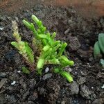 Crassula muscosa Листок