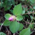 Dissotis rotundifolia 花