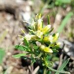 Baccharis dracunculifolia Floare