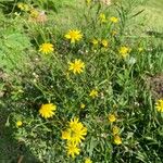 Senecio madagascariensis Blomst